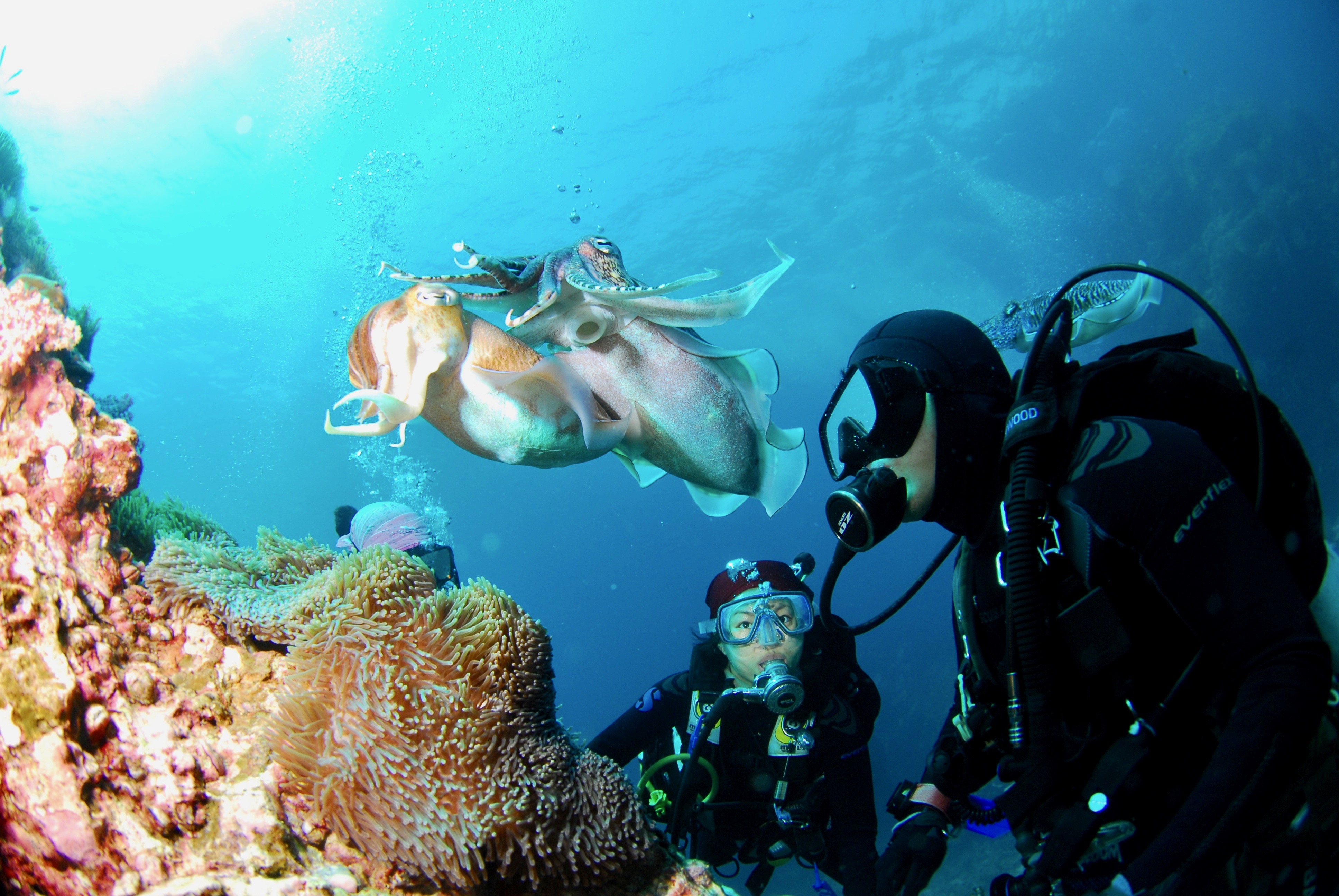 Dos buceadores observando calamares gigantes cerca de una formación rocosa
