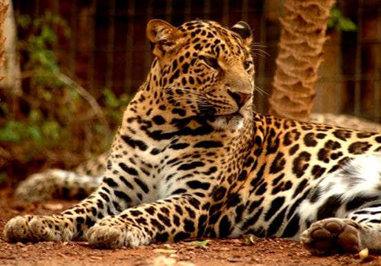 Leopard in Jungle Park