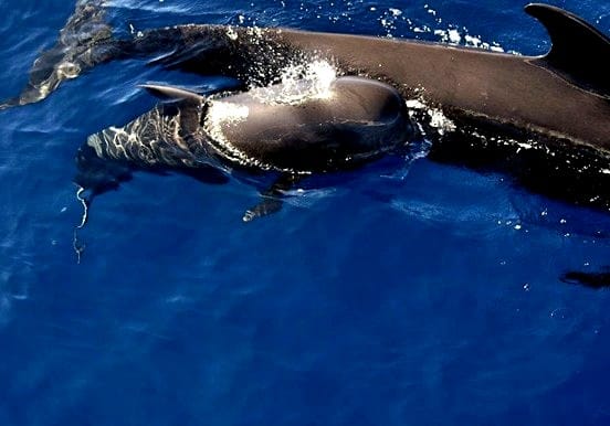Whale and dolphin watching trip La Palma