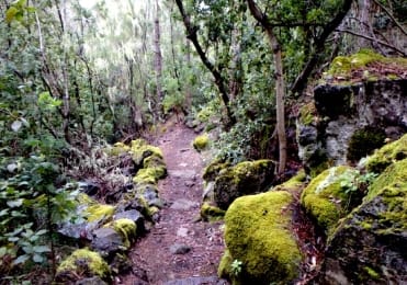 Hiking anaga laurel forest