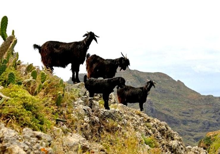 Goats roaming in the Anaga mountains