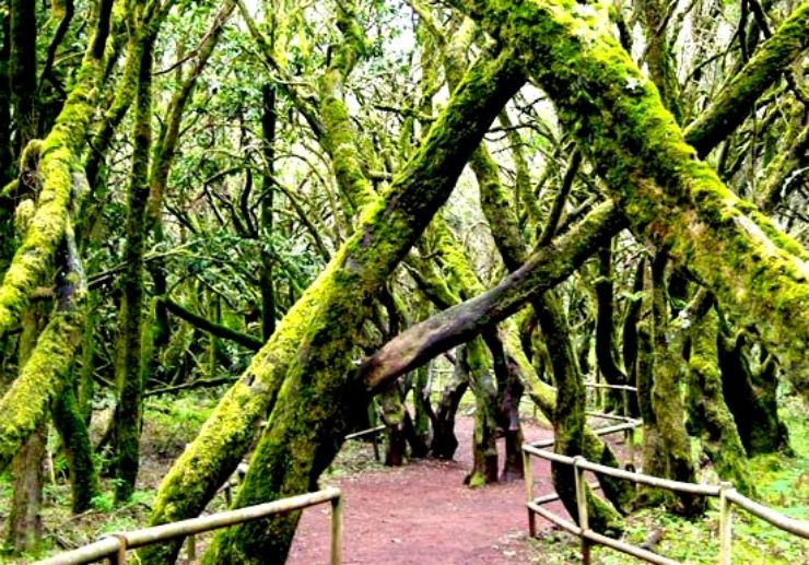 Explore the forest of Garajonay National Park