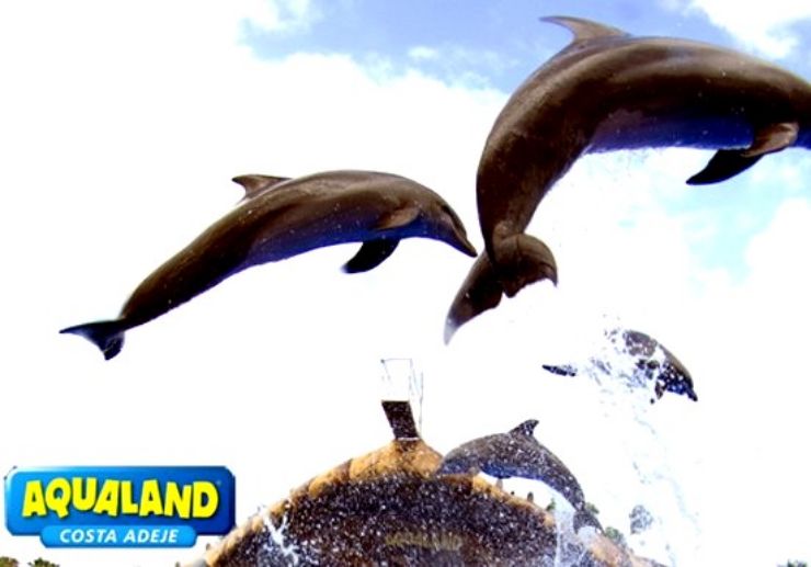 Aqualand dolphins show Tenerife
