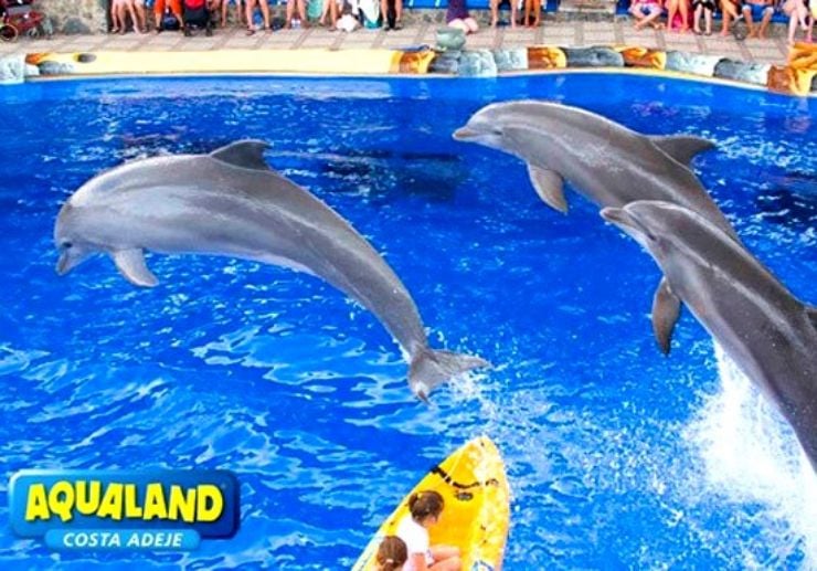 Dolphin show in Aqualand Tenerife