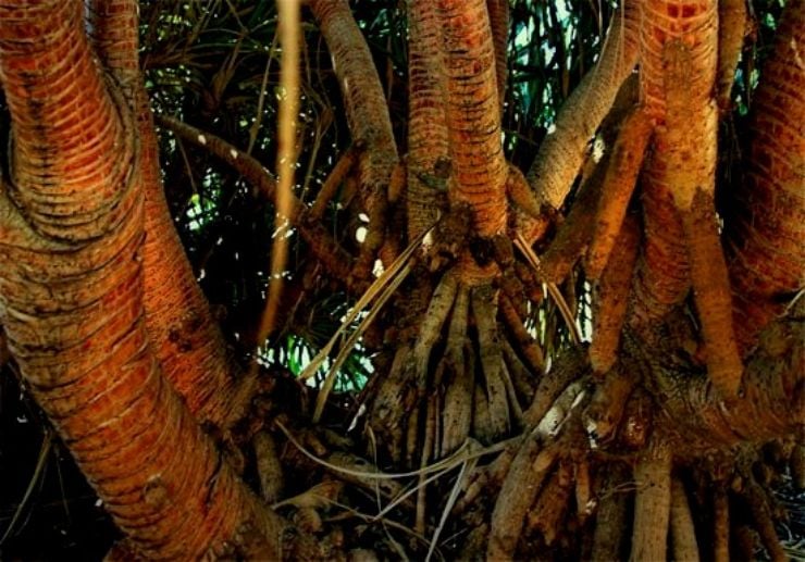 Island palm trees roots at Palmetum Botanical Garden