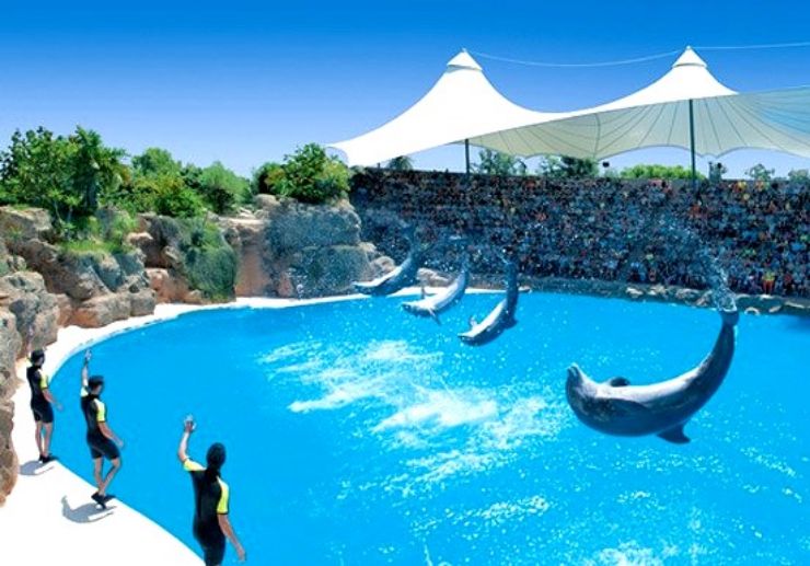 Watch dolphin show at Loro Park Tenerife