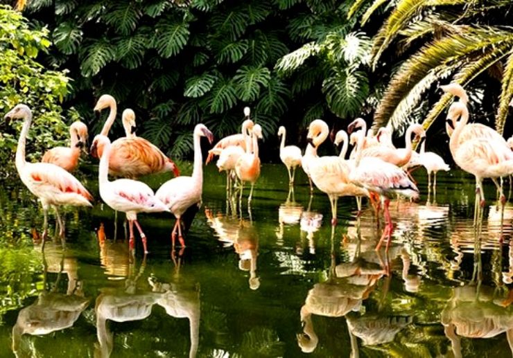 Flamingos in Loro Parque Tenerife