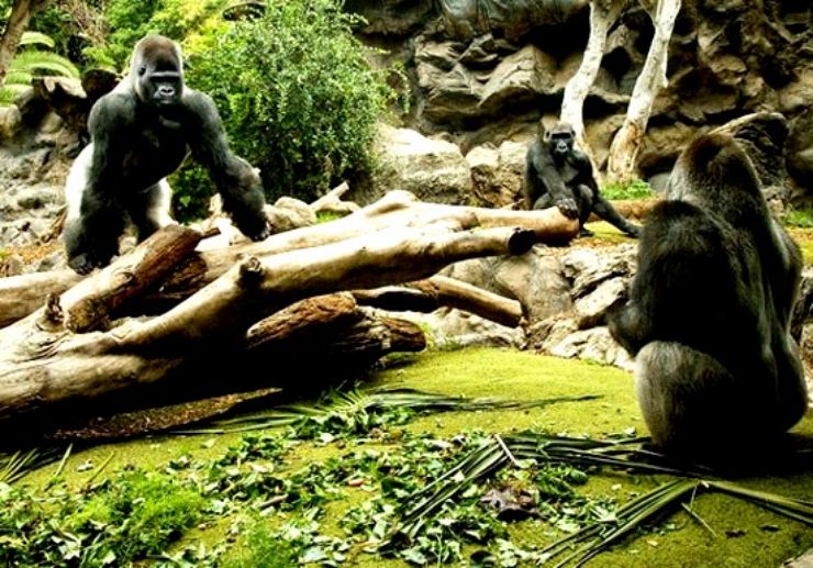 Visit Gorillas in Loro Park Tenerife