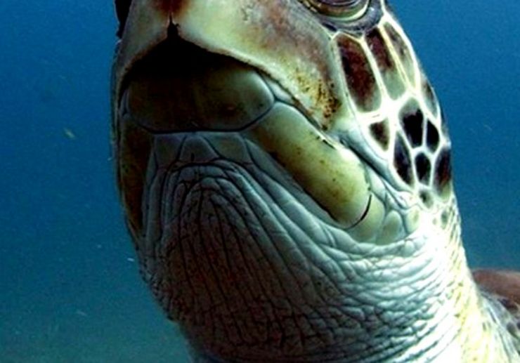 See turtle underwater open water diving