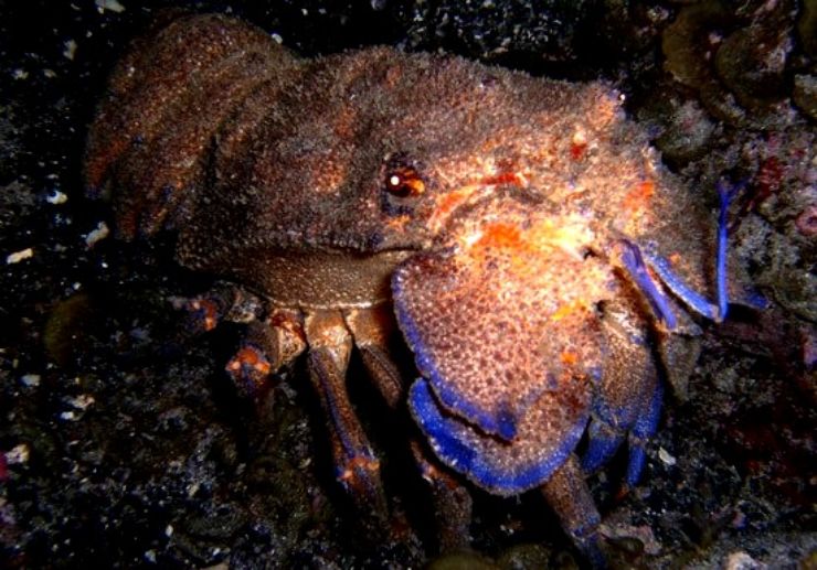 Underwater creature in Tenerife diving