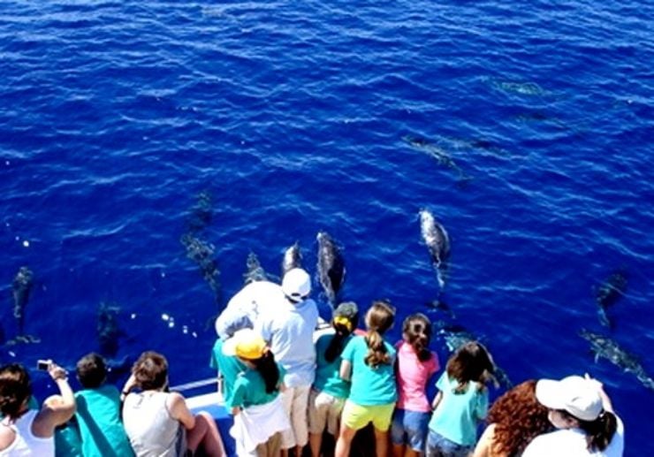 Spot whales and dolphins in La Palma