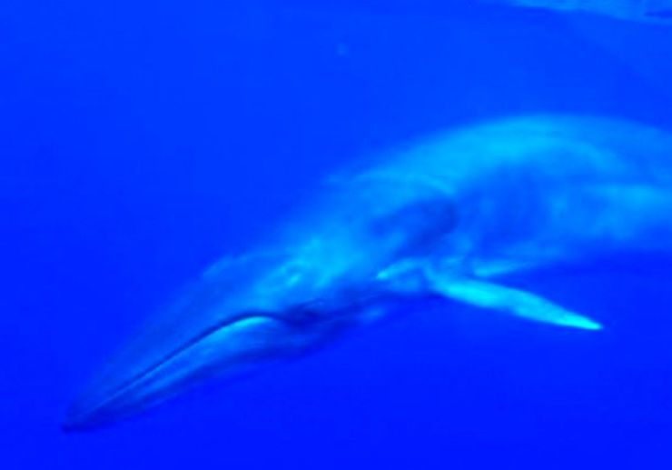 Whale watching in La Palma