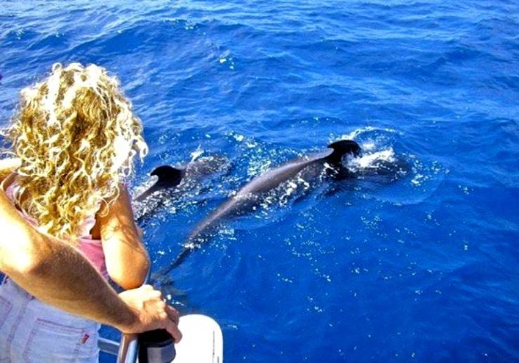 Tenerife whale and dolphin watching
