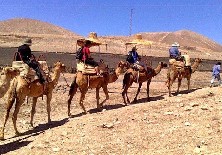 Camel tour in Lanzarote