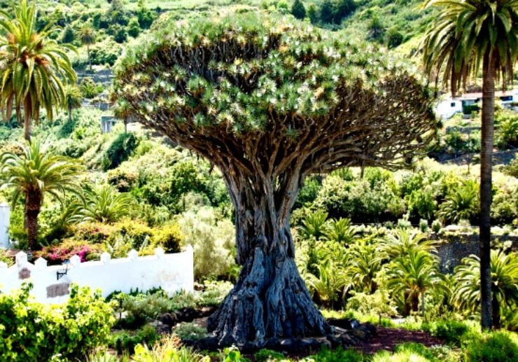 one of the largest know Dragon Tree in Icod de los Vinos Tenerife