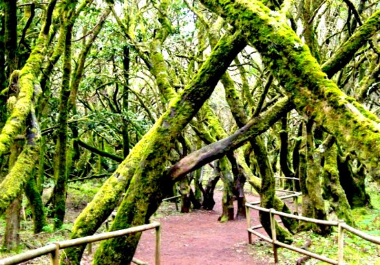 Forest at Garajonay national park La Gomera