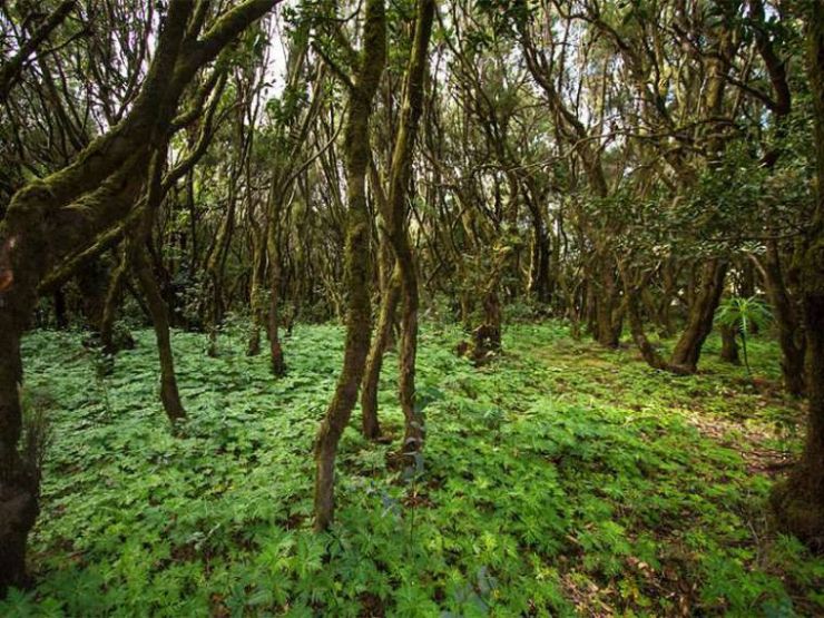 Laurilsilva forest of Garajonay National Park