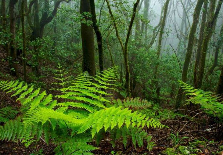 Garajonay National Park giant ferns and laurel forest