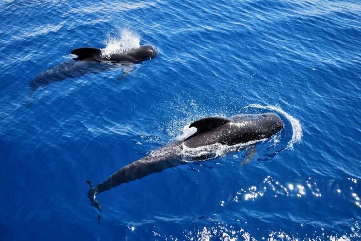 Spot whales while sailing on viking boat Tenerife